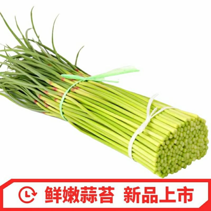 优质杂交蒜薹纯绿色零污染