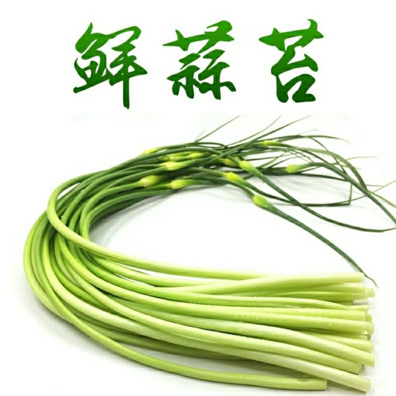 优质杂交蒜薹纯绿色零污染