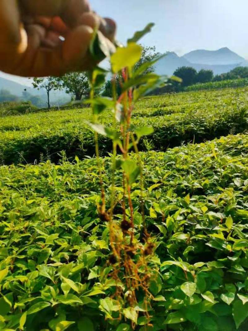 香樟芽苗，苗场直销香樟芽苗60万株，欢迎客户联系下单