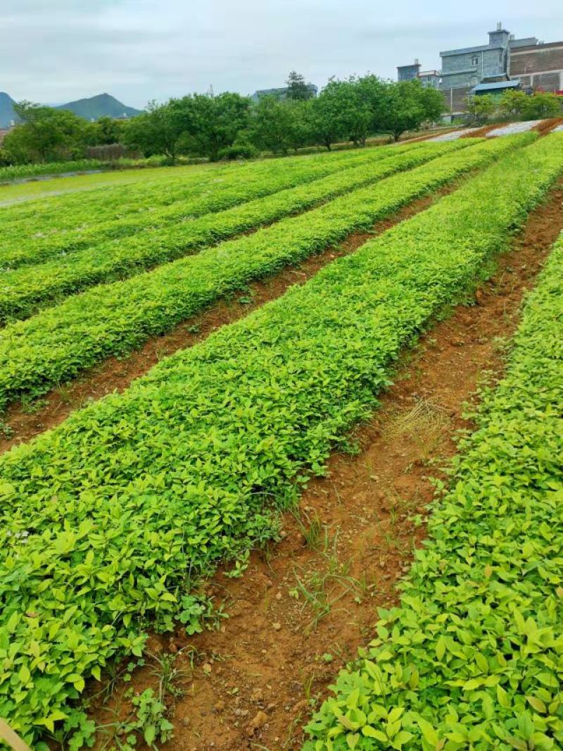 香樟芽苗，苗场直销香樟芽苗60万株，欢迎客户联系下单