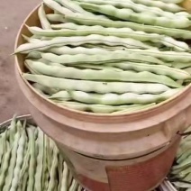 山东芸豆产地，芸豆价格