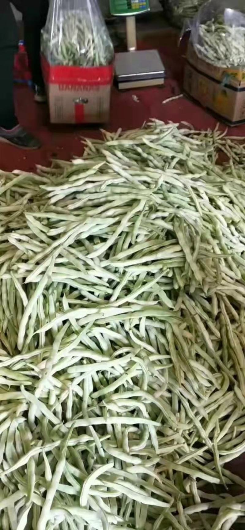 山东芸豆产地，芸豆价格