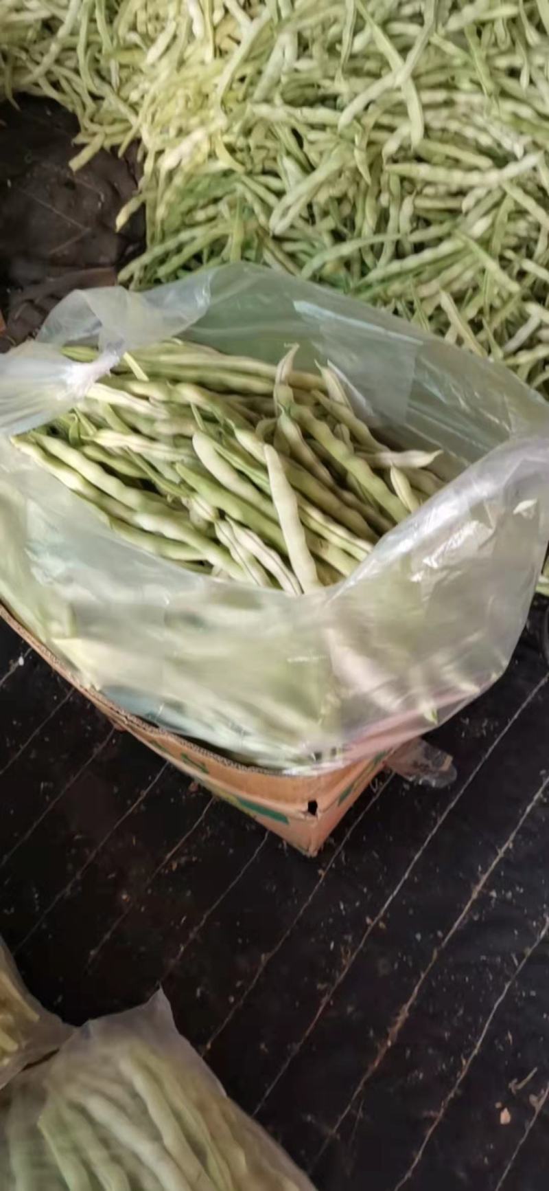 山东芸豆产地，芸豆价格