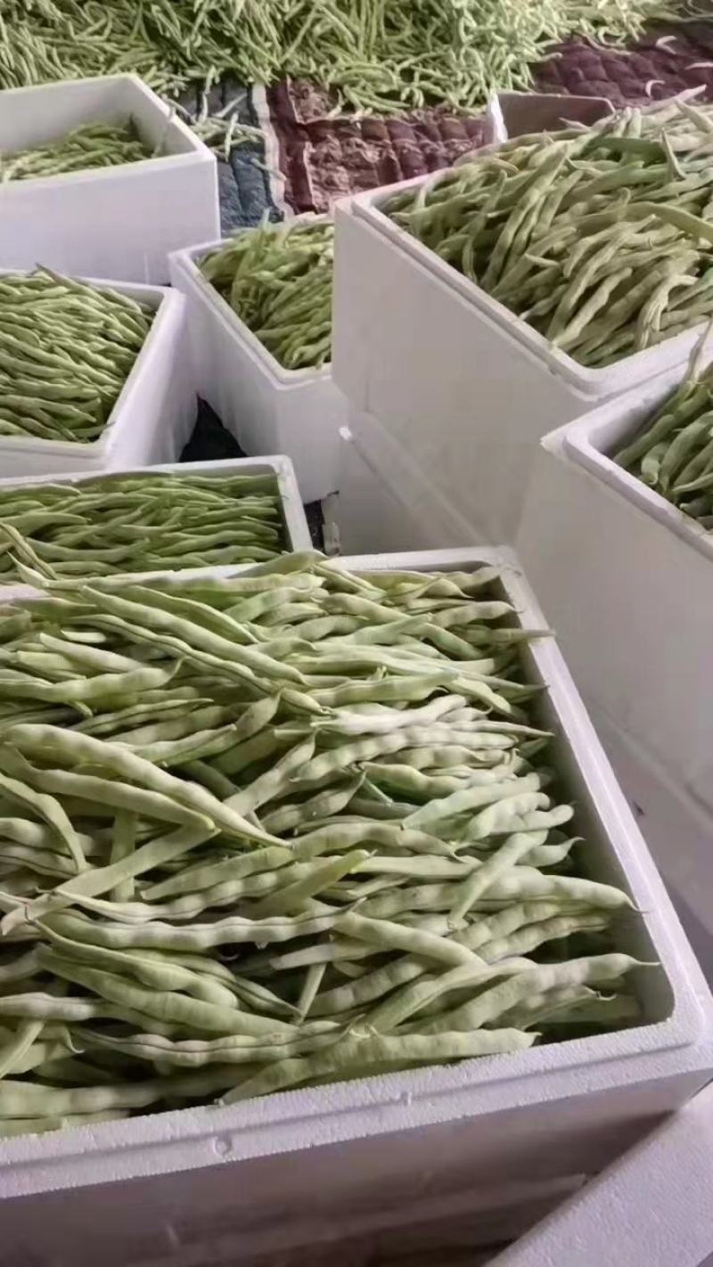 山东芸豆产地，芸豆价格