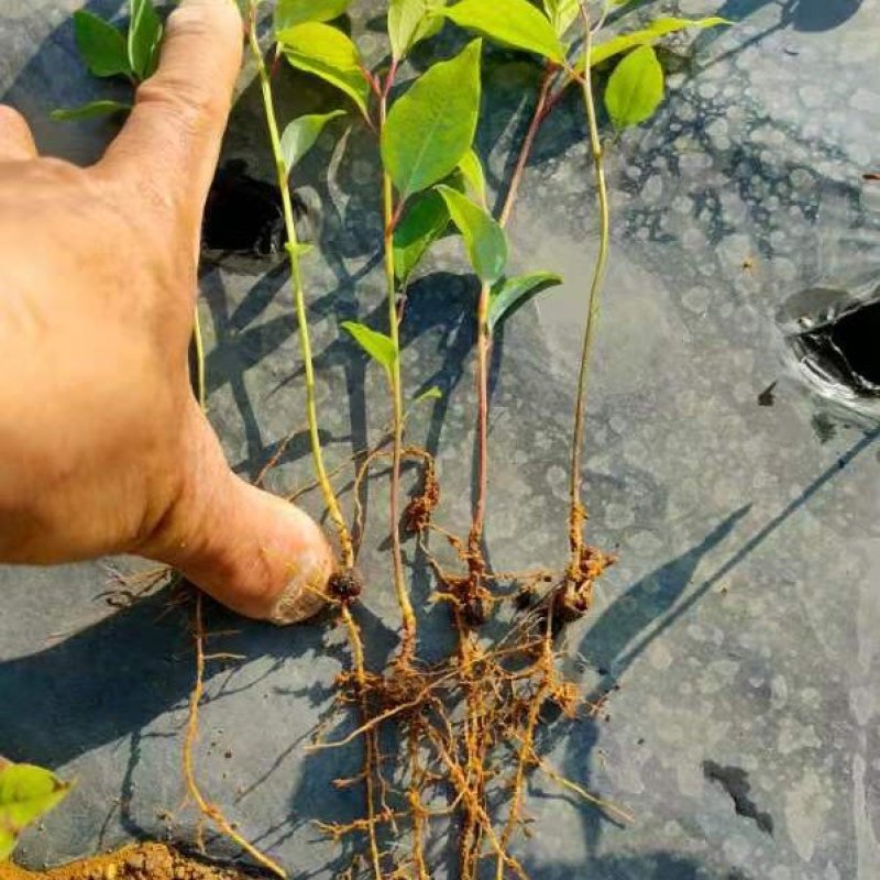 香樟芽苗，苗场直销香樟芽苗60万株，欢迎客户联系下单