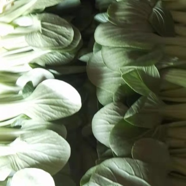 万亩上海青大量供应，价格不贵，质量好，要的老板联系