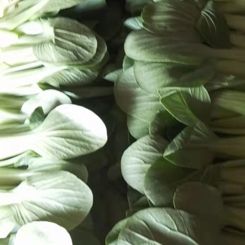 万亩上海青大量供应，价格不贵，质量好，要的老板联系