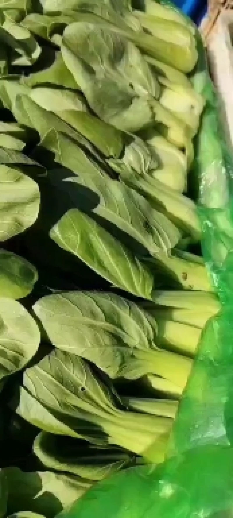 万亩上海青大量供应，价格不贵，质量好，要的老板联系