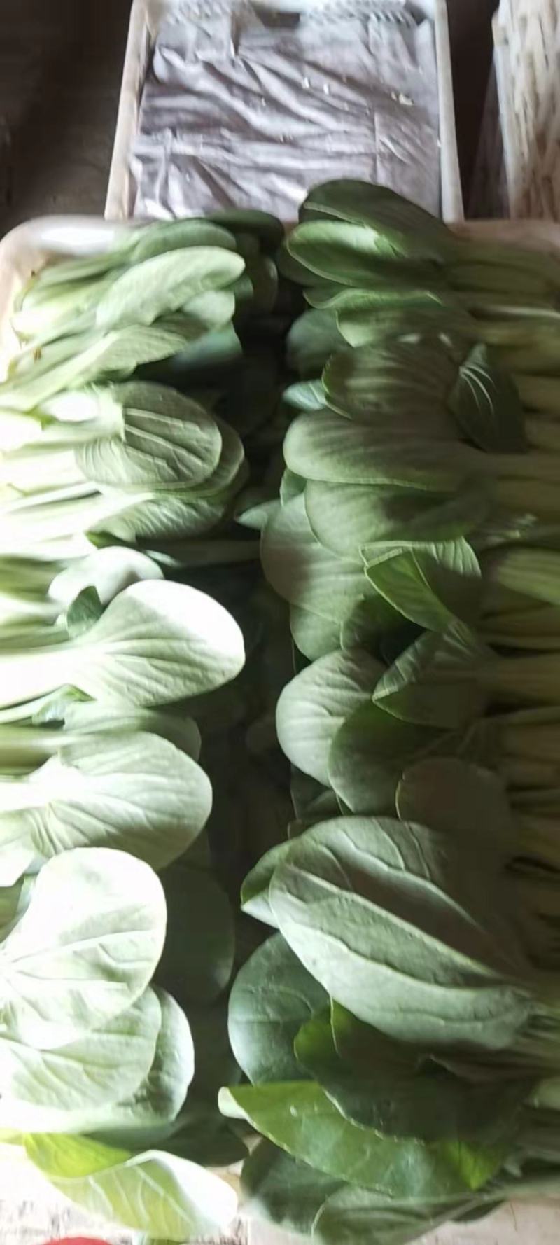 万亩上海青大量供应，价格不贵，质量好，要的老板联系