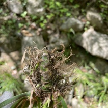 水菖蒲产地直销无中间商，报价再挖掘