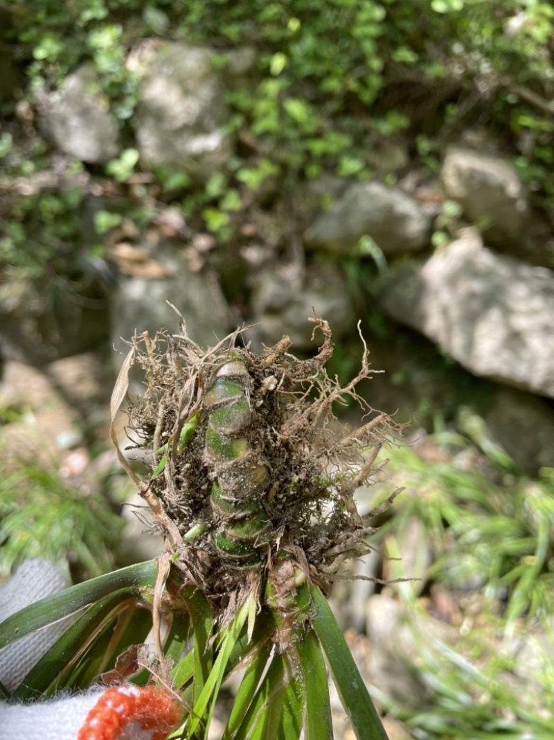 水菖蒲产地直销无中间商，报价再挖掘