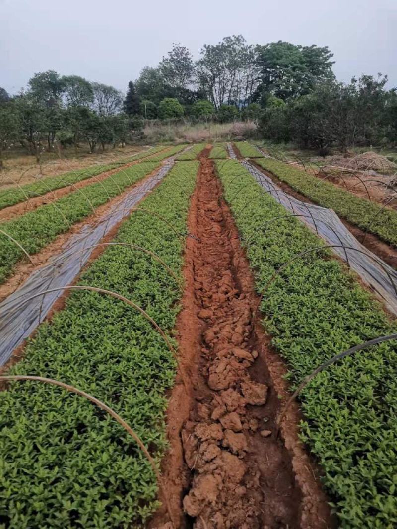 香樟芽苗，苗场直销香樟芽苗60万株，欢迎客户联系下单