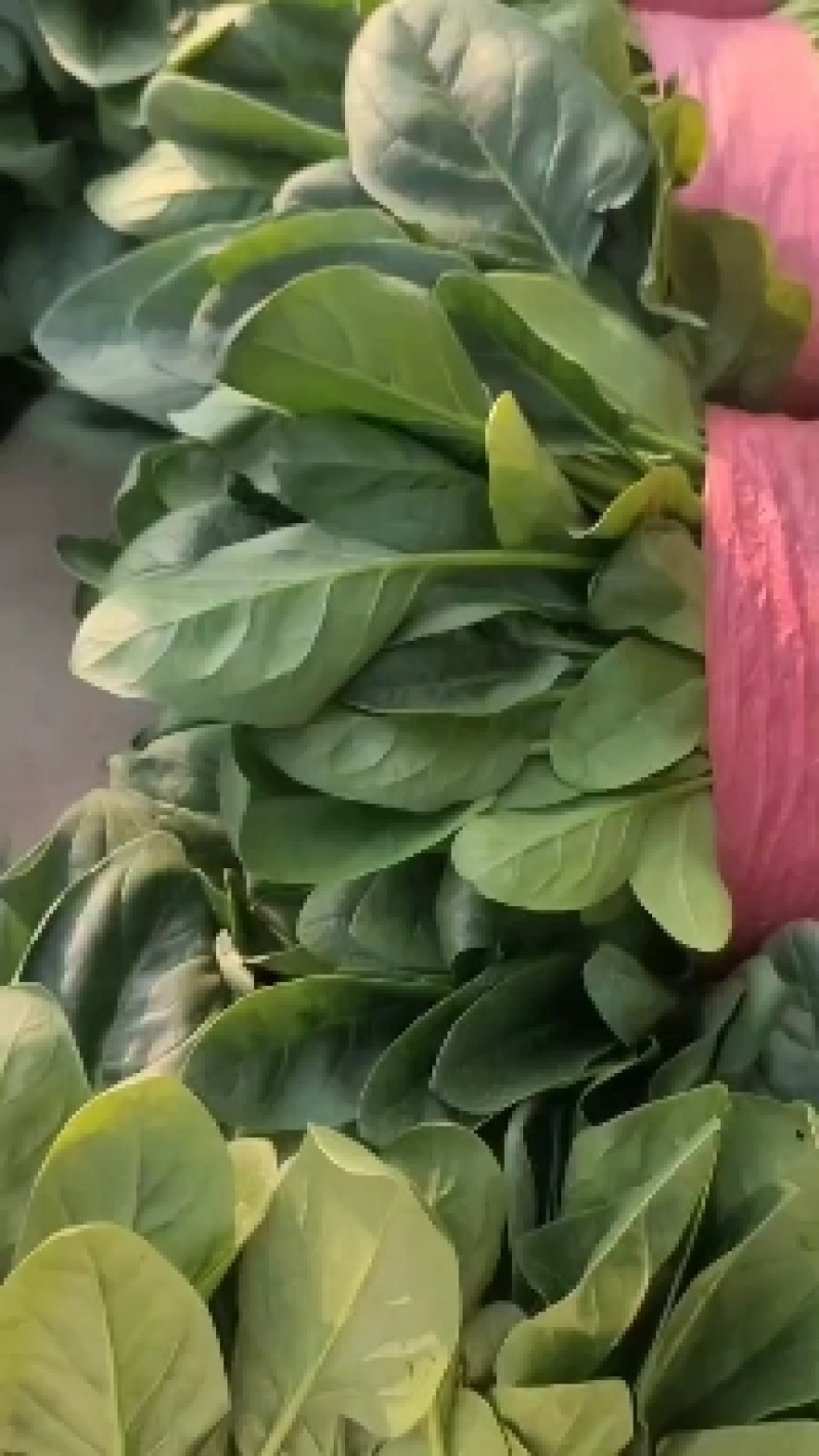 菠菜供应中，价格不贵，质量有，要的老板联系