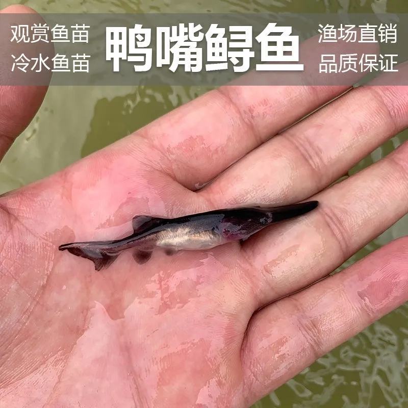 鸭嘴鱼苗淡水养殖鱼苗鸭嘴鲟鱼苗活体鲟龙鱼苗路亚匙吻鲟鱼苗