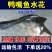 鸭嘴鱼苗淡水养殖鱼苗鸭嘴鲟鱼苗活体鲟龙鱼苗路亚匙吻鲟鱼苗