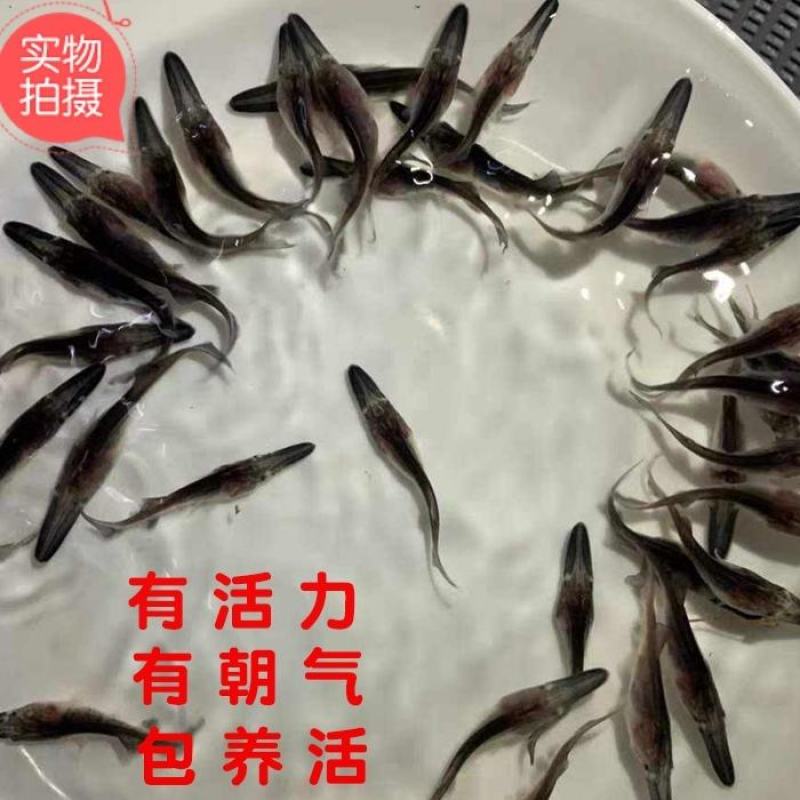 鸭嘴鱼苗淡水养殖鱼苗鸭嘴鲟鱼苗活体鲟龙鱼苗路亚匙吻鲟鱼苗