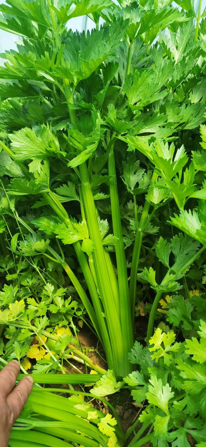 大量供应通许芹菜，莴苣。