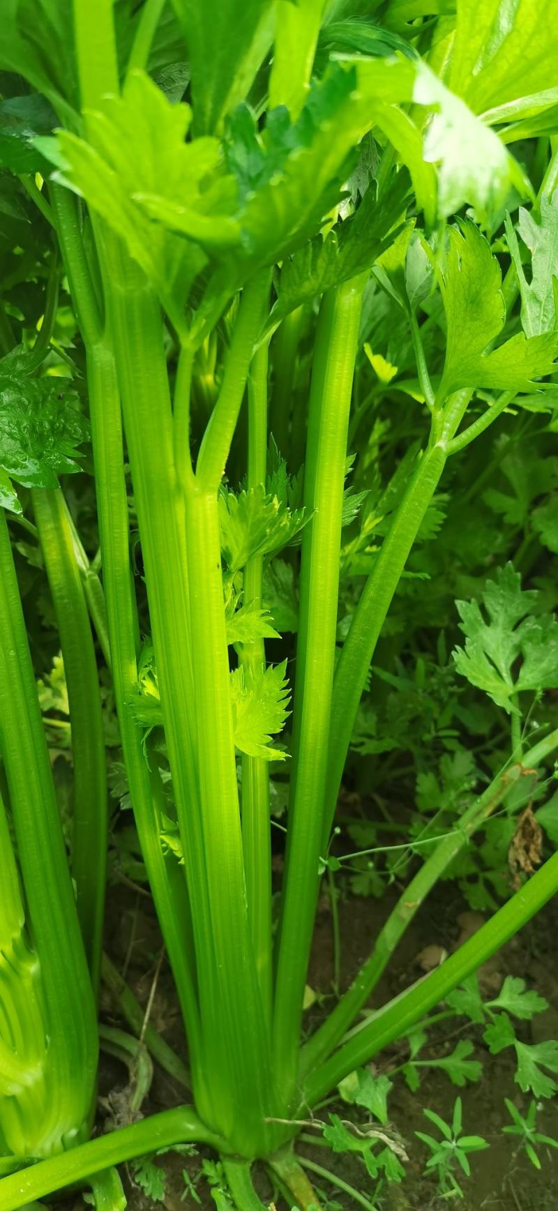 大量供应通许芹菜，莴苣。