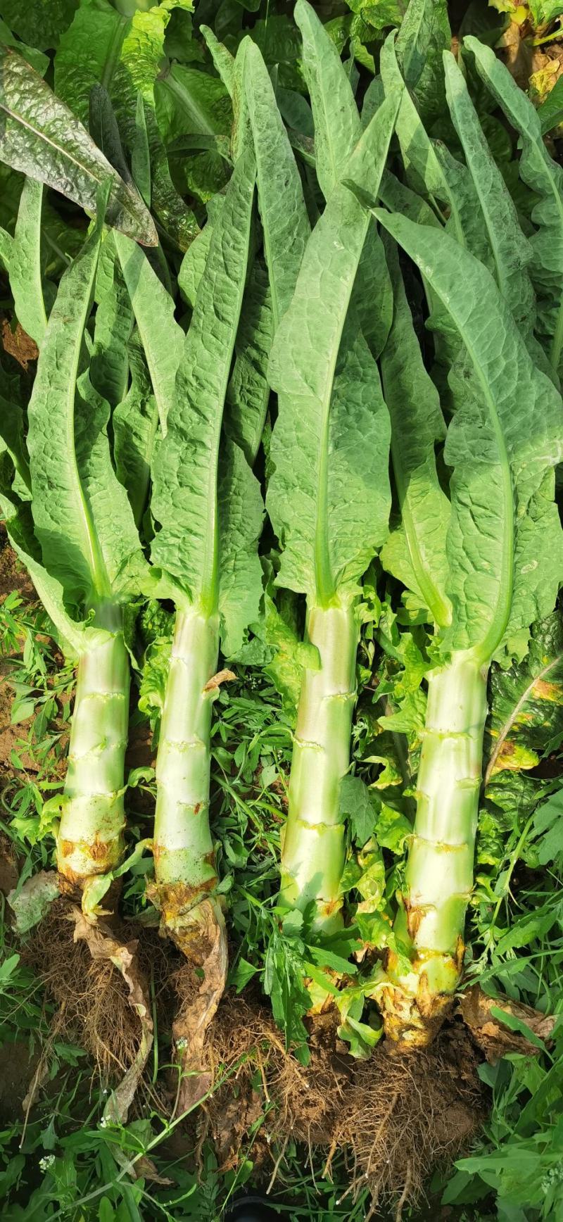 大量供应通许芹菜，莴苣。