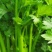 大量供应通许芹菜，莴苣。