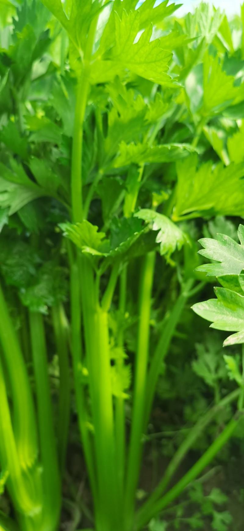 大量供应通许芹菜，莴苣。