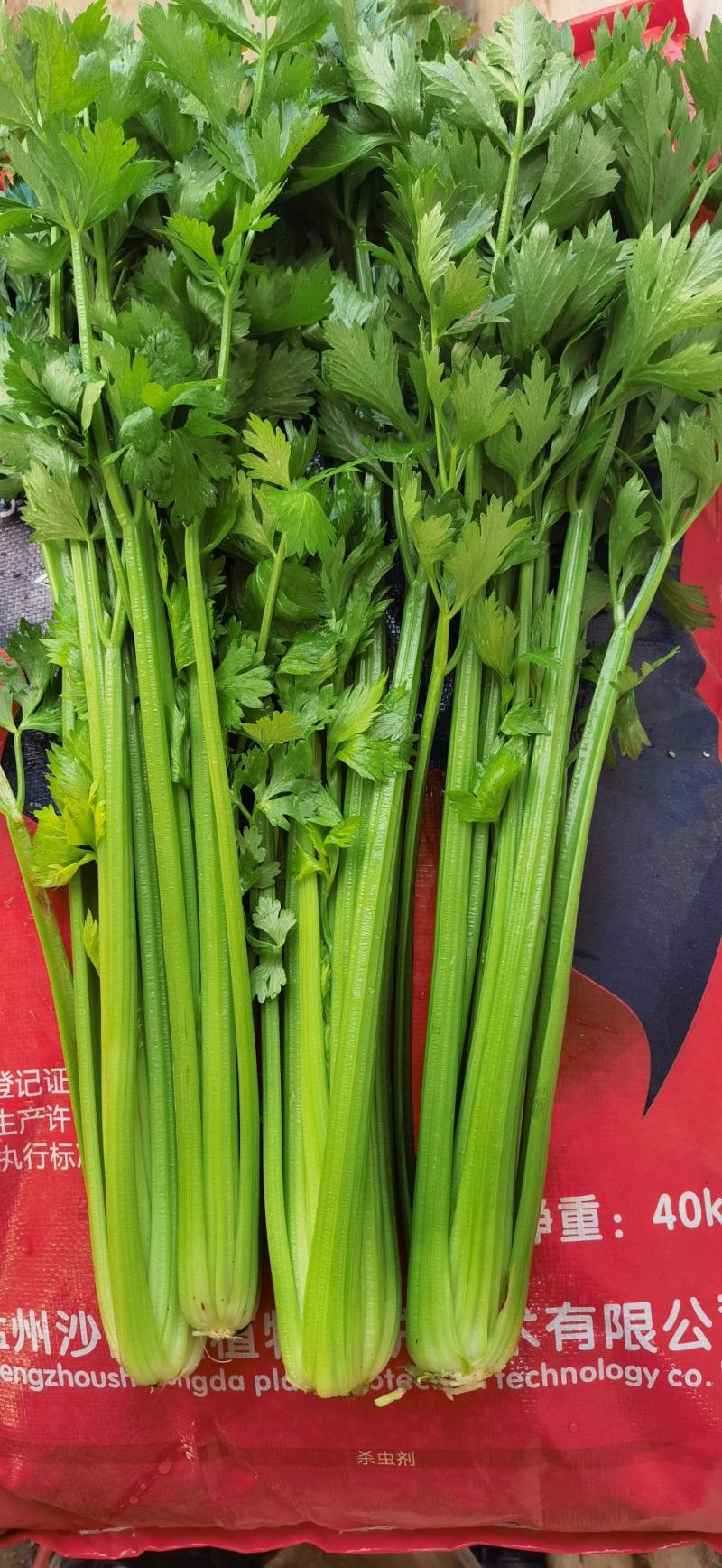 大量供应通许芹菜，莴苣。