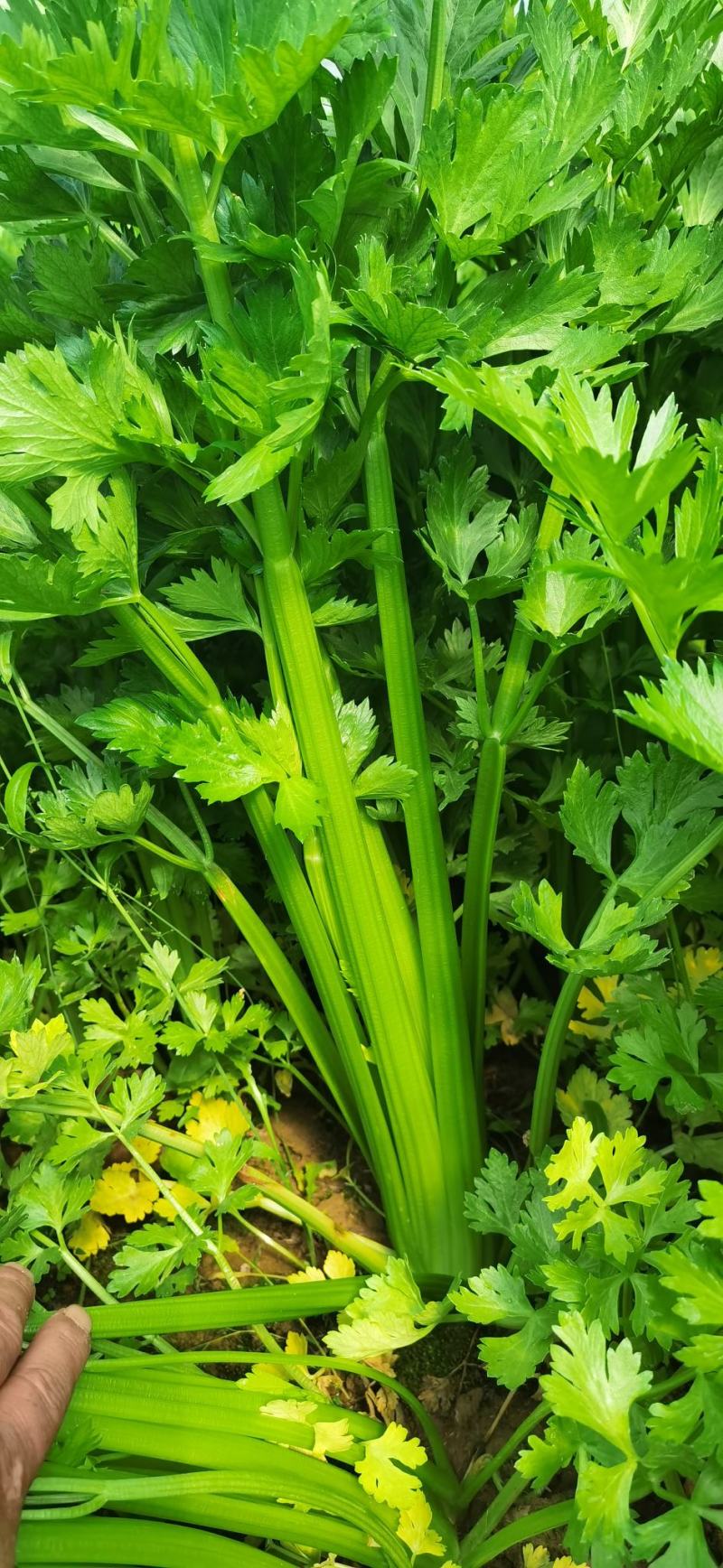 大量供应通许芹菜，莴苣。