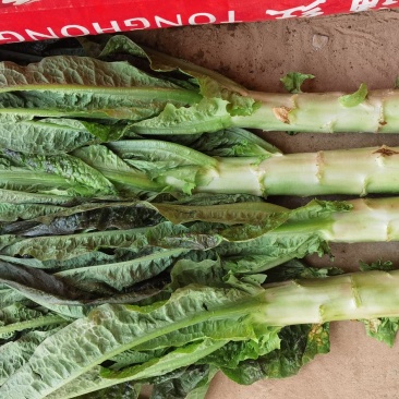 大量供应通许芹菜，莴苣。