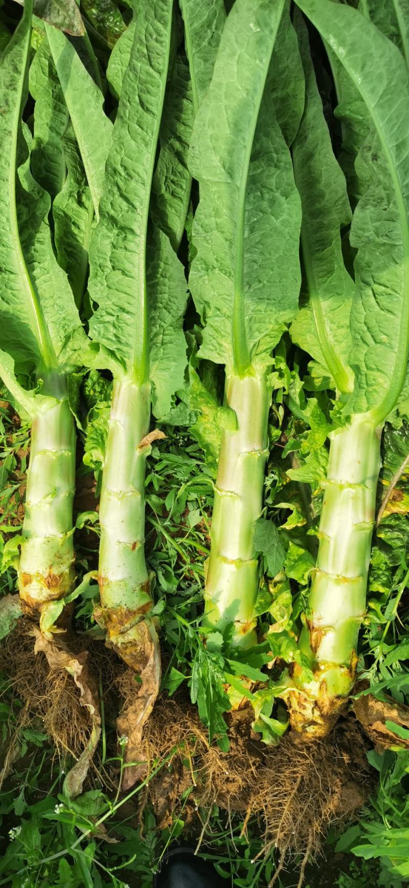 大量供应通许芹菜，莴苣。