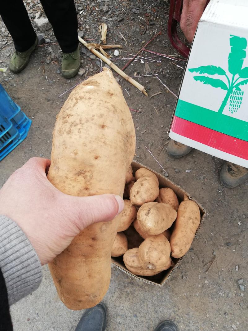 北京553红薯商品薯黄心3两以上大量有货