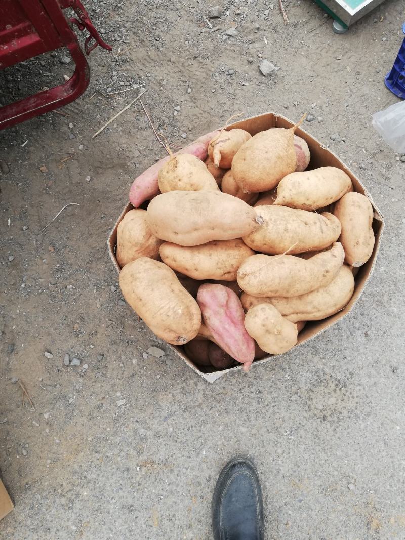北京553红薯商品薯黄心3两以上大量有货