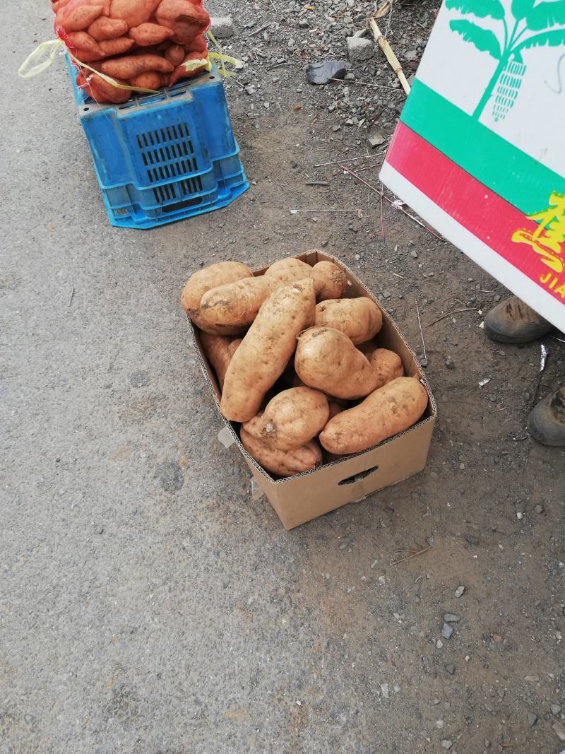 北京553红薯商品薯黄心3两以上大量有货