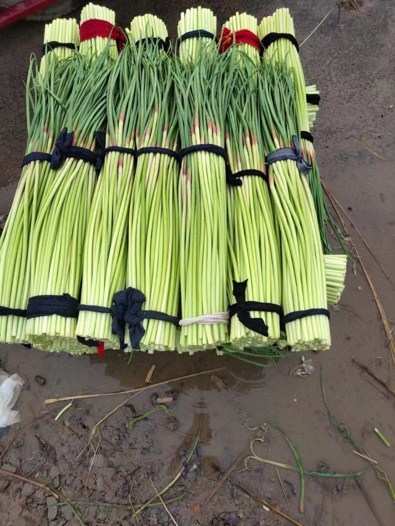 通许红帽子蒜苔大量上市中