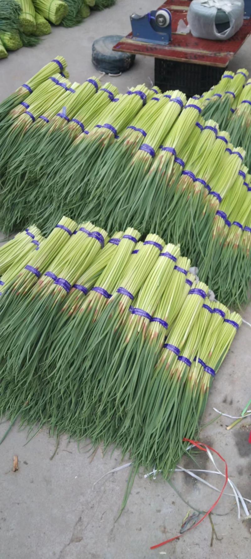 通许红帽子蒜苔大量上市中