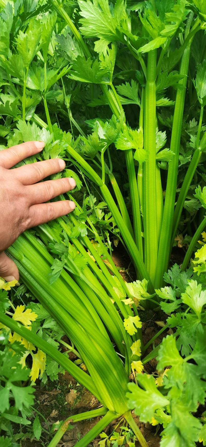 通许红帽子蒜苔大量上市中