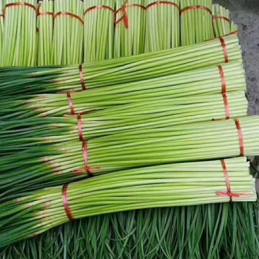 通许红帽子蒜苔大量上市中