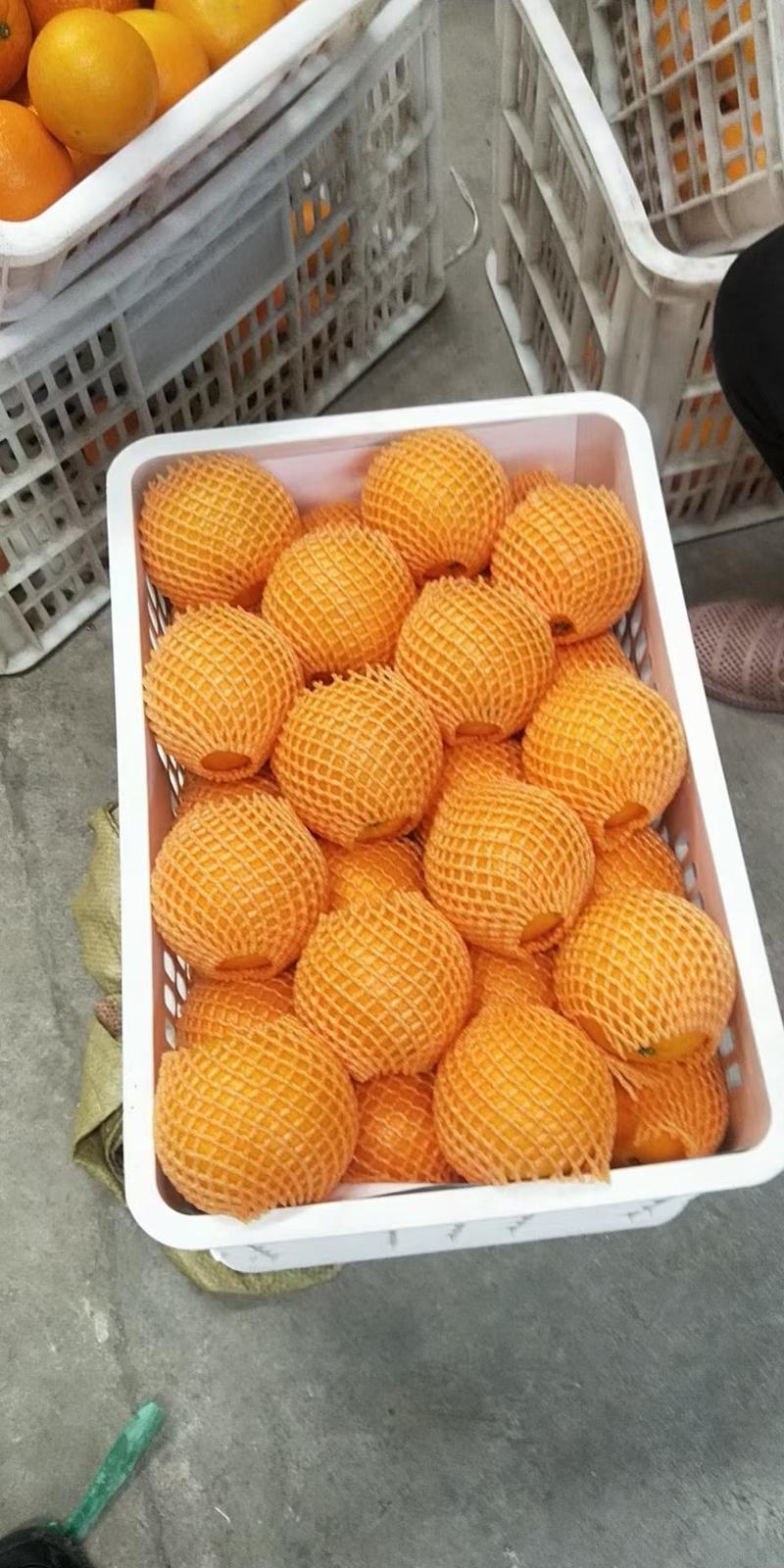 【优质商家】宜昌秭归纽荷尔脐橙口感甜欢迎订购