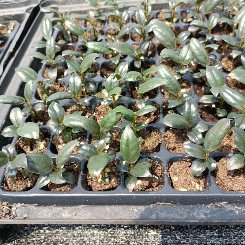 橡皮树黑金刚种苗室内盆栽绿植净化空气美观