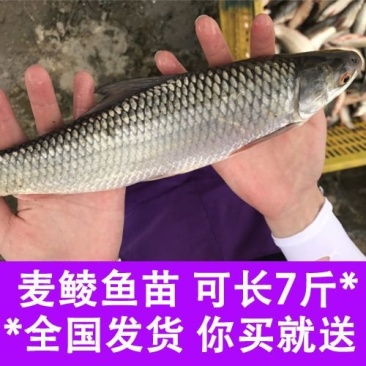 鲮鱼鱼苗鲮鱼苗土鲮鱼苗泰鲮鱼淡水活体观赏鲮鱼苗包邮路损