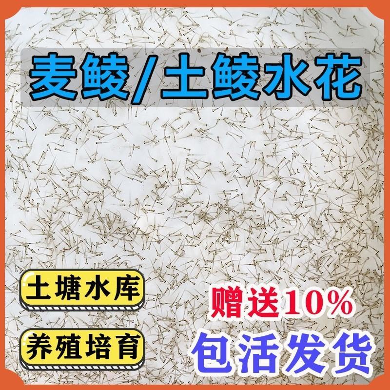 鲮鱼鱼苗鲮鱼苗土鲮鱼苗泰鲮鱼淡水活体观赏鲮鱼苗包邮路损