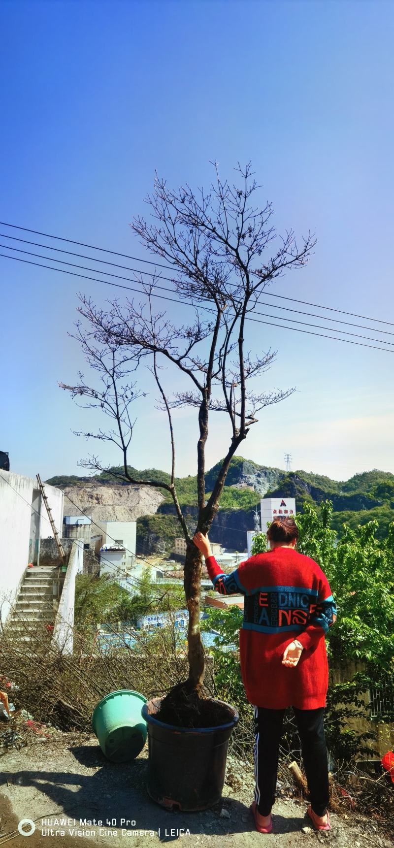 吊钟