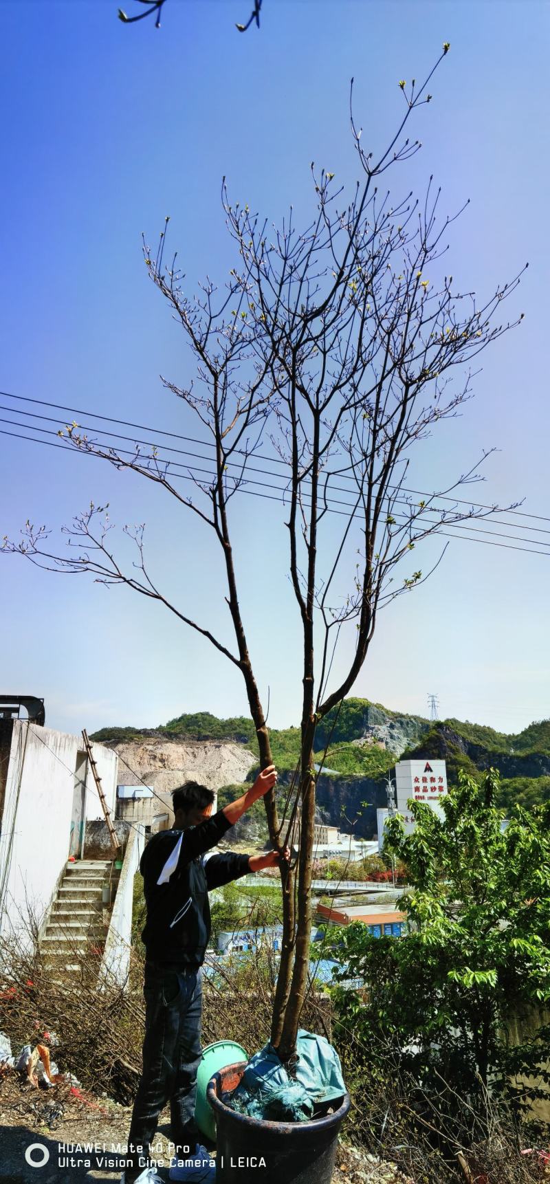 吊钟