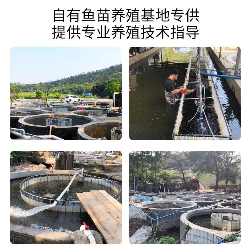 鲮鱼鱼苗鲮鱼苗土鲮鱼苗泰鲮鱼淡水活体观赏鲮鱼苗包邮路损