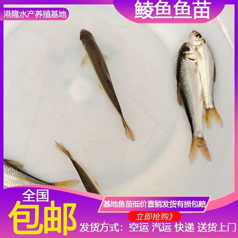鲮鱼鱼苗鲮鱼苗土鲮鱼苗泰鲮鱼淡水活体观赏鲮鱼苗包邮路损