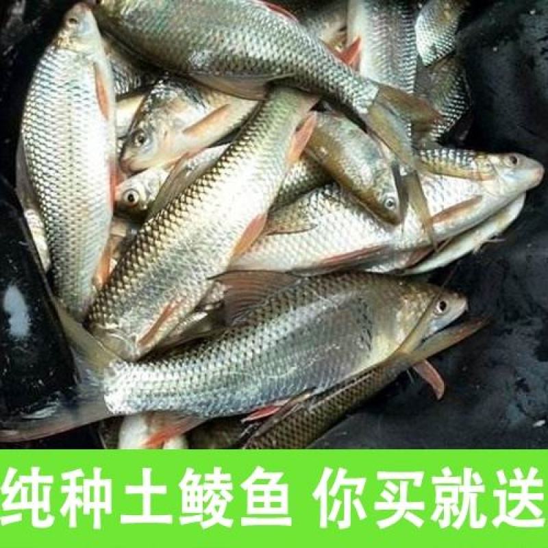 鲮鱼鱼苗鲮鱼苗土鲮鱼苗泰鲮鱼淡水活体观赏鲮鱼苗包邮路损