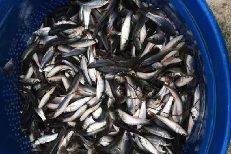 鲮鱼鱼苗鲮鱼苗土鲮鱼苗泰鲮鱼淡水活体观赏鲮鱼苗包邮路损