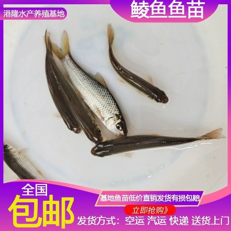 鲮鱼鱼苗鲮鱼苗土鲮鱼苗泰鲮鱼淡水活体观赏鲮鱼苗包邮路损