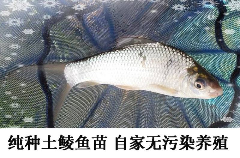 鲮鱼鱼苗鲮鱼苗土鲮鱼苗泰鲮鱼淡水活体观赏鲮鱼苗包邮路损