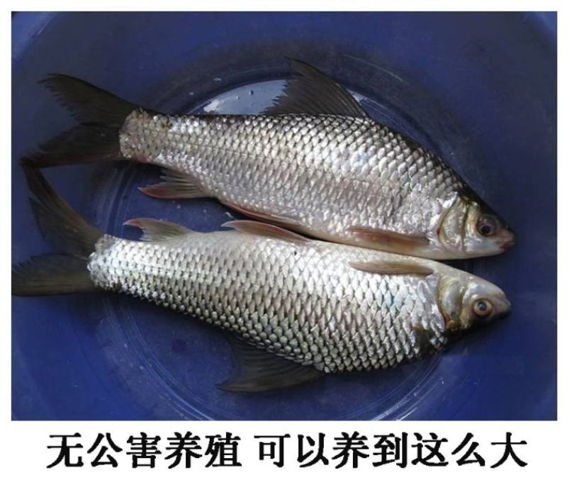 鲮鱼鱼苗鲮鱼苗土鲮鱼苗泰鲮鱼淡水活体观赏鲮鱼苗包邮路损