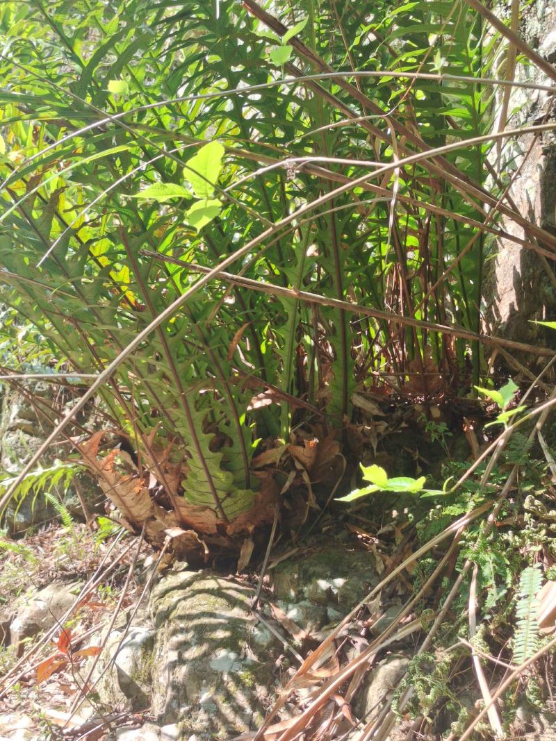 骨碎补黄狗小叶石岩姜纯野生鲜货